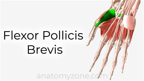 flexor pollicis brevis origin and insertion|flexor pollicis brevis 3d model.